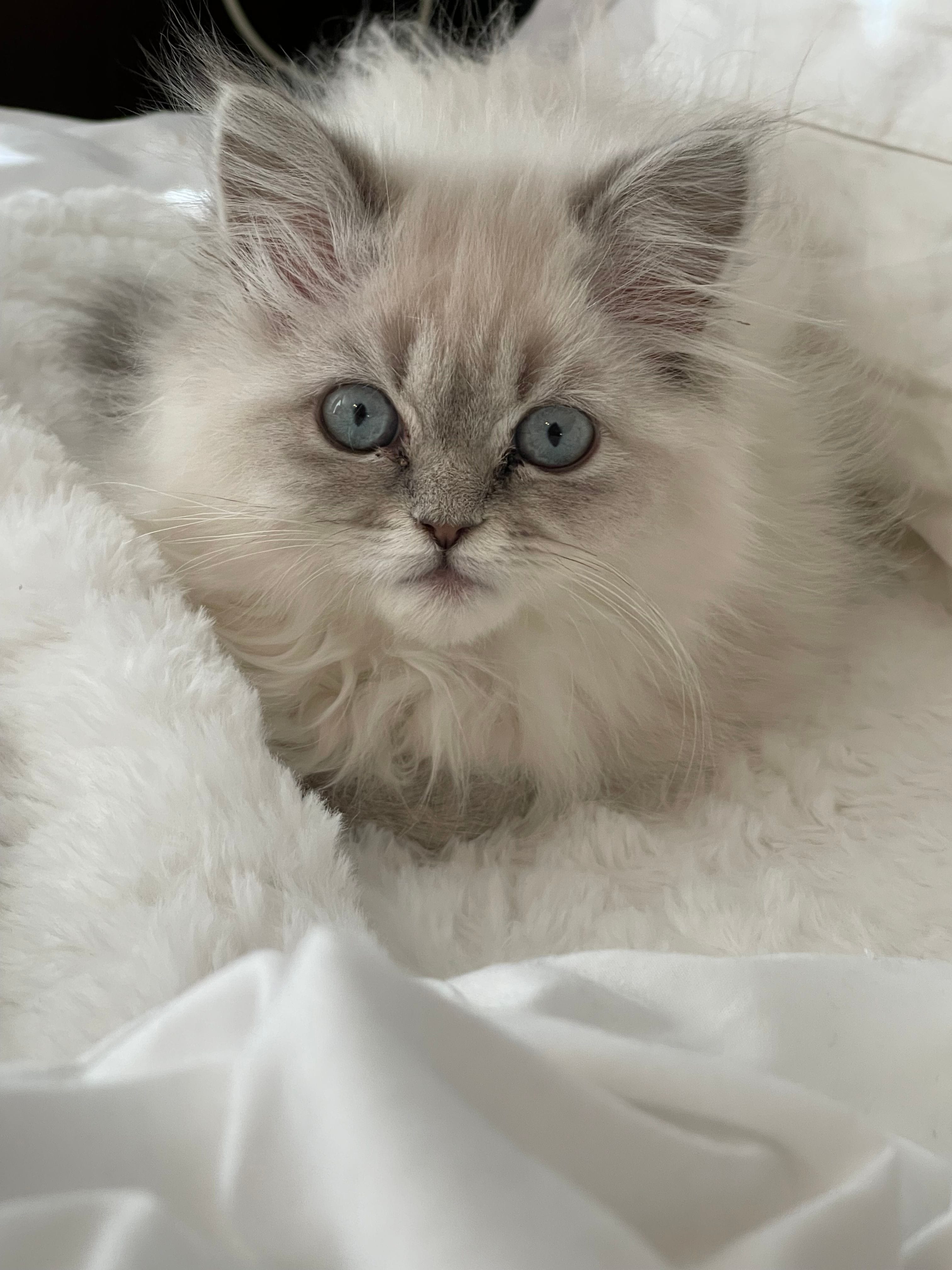 Big eyed Blue Point Lynx Himalayan cat. Himalayan kittens for sale