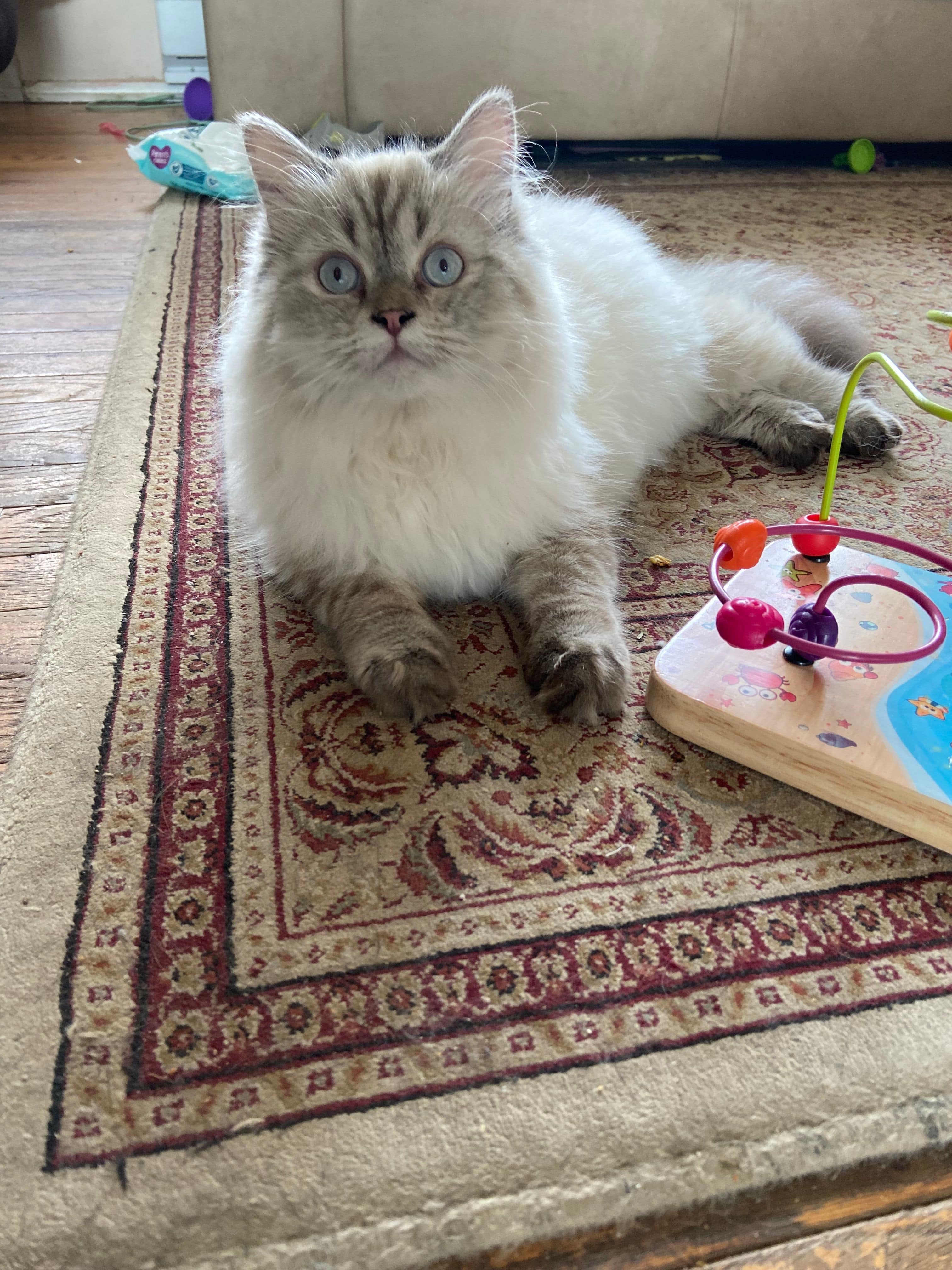 Blue Point Lynx Persian Cat Sitting on a Carpet. Himalayan kittens for sale New Jersey