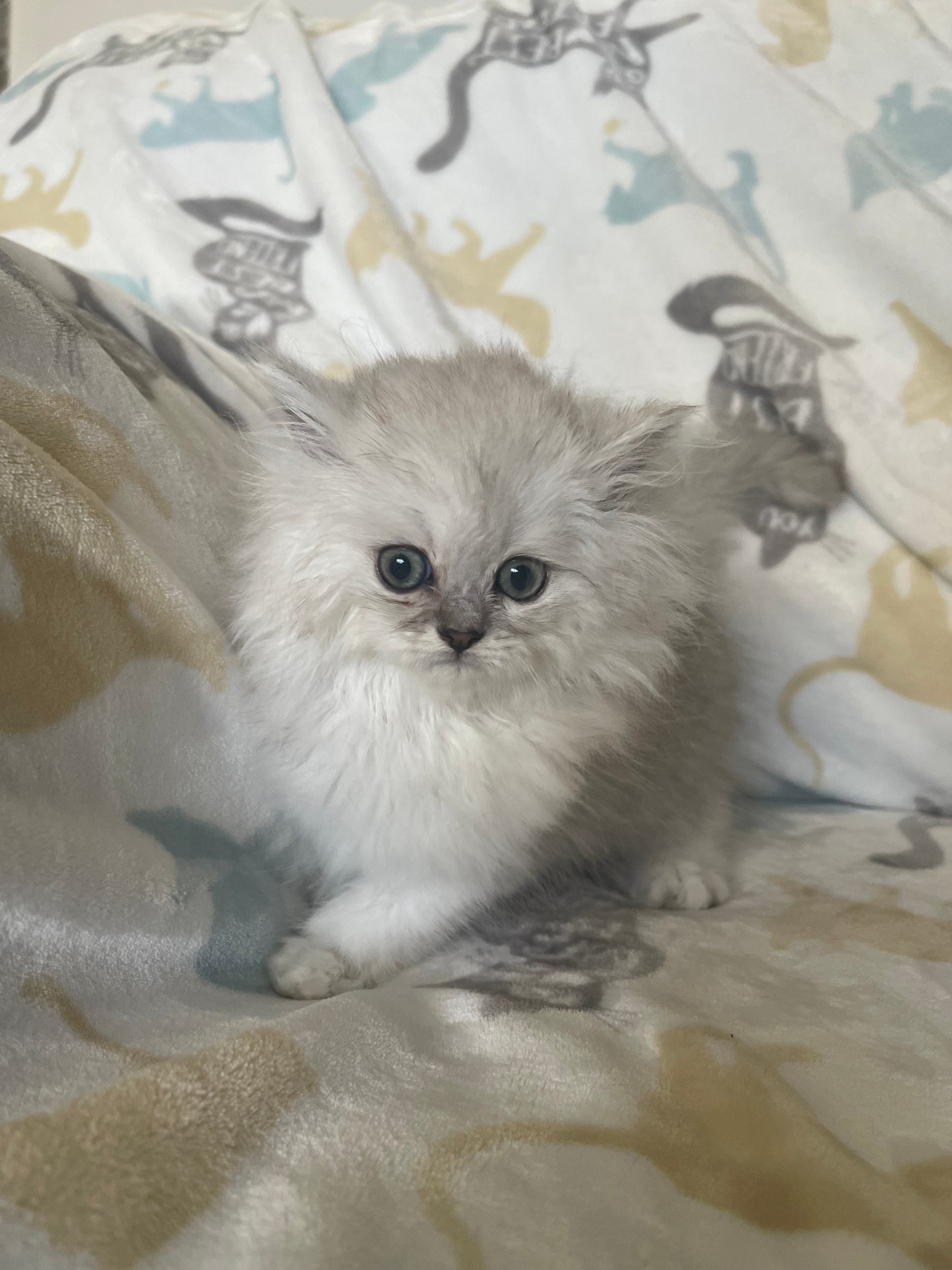 A Beautiful Silver Shaded Persian Kitten