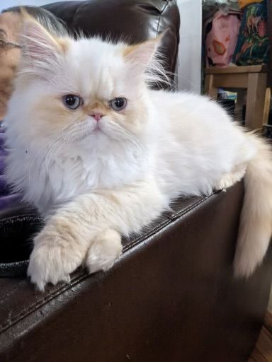 Flame Point Himalayan Cat Sitting on a Leather Couch. Flame Point HImalayan Kittens for sale