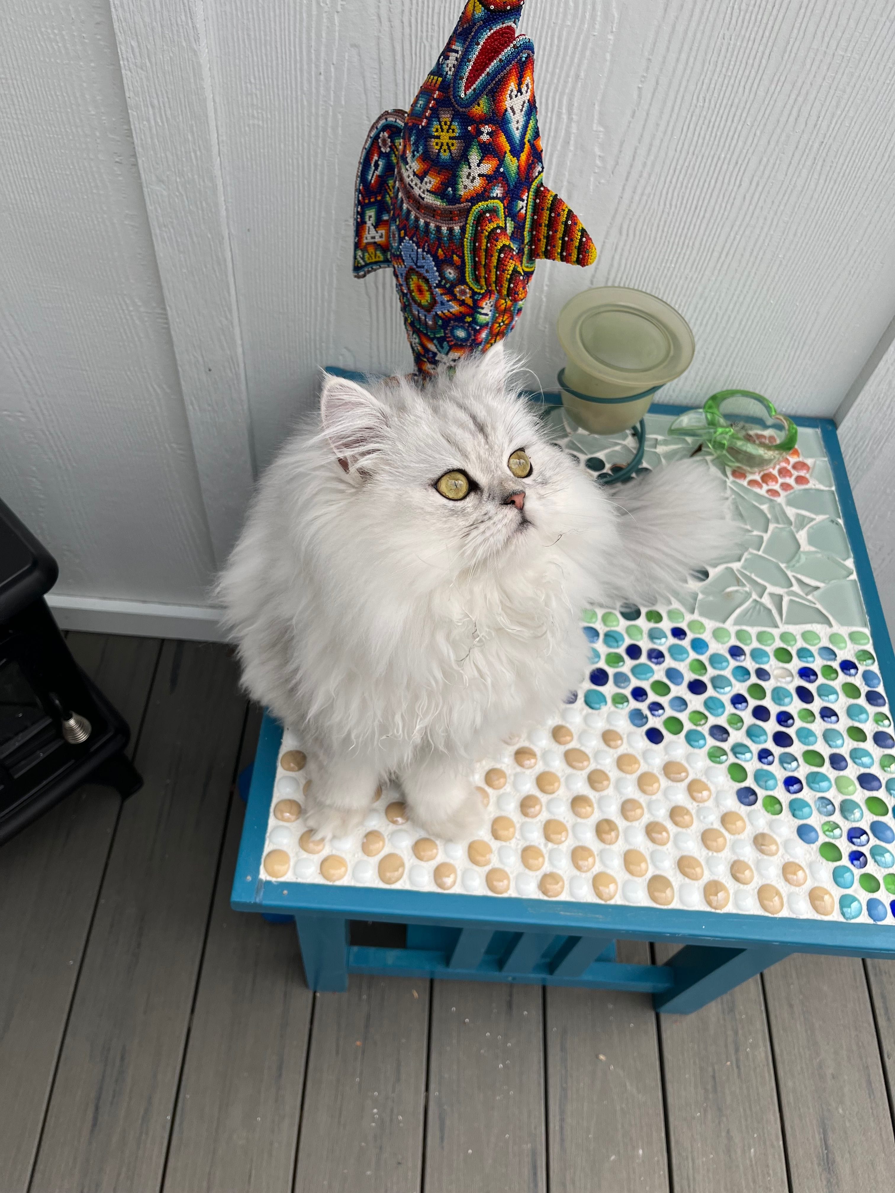 Silver Shaded Persian Cat Looking Upwards. Perisian kittens for sale NJ