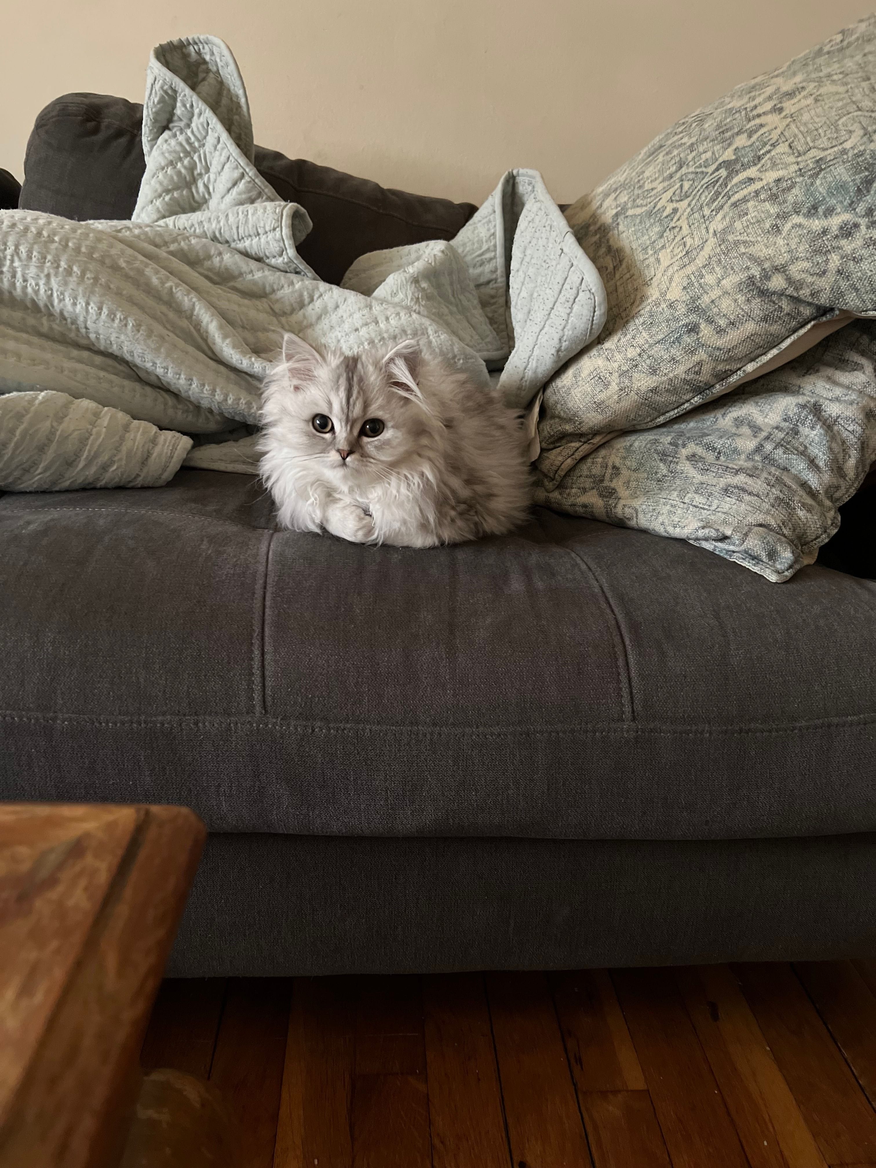 Silver Shaded Persian Cat Sitting on a Black Couch